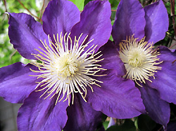 a0177205_17482695.jpg