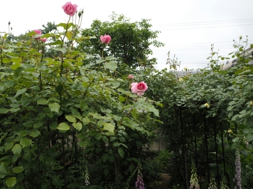 b0307008_19352776.jpg
