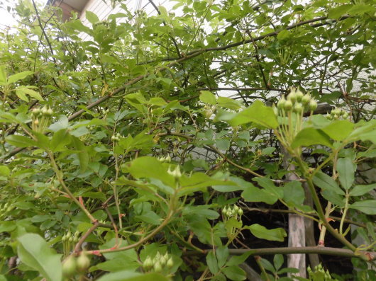 b0035611_21152615.jpg