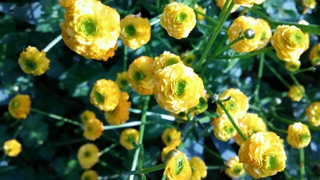 c0292342_20524927.jpg