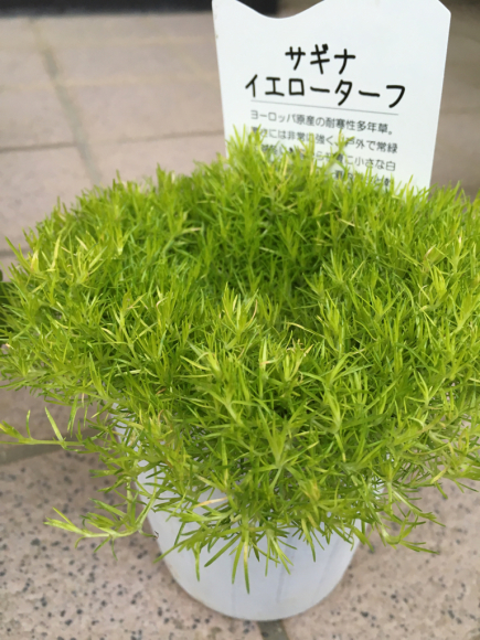 c0359445_06405461.jpg
