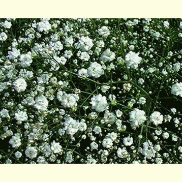 d0131847_22013682.gif