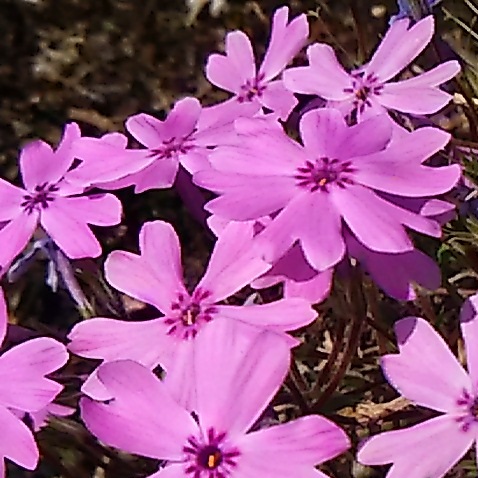 d0081485_15242571.jpg