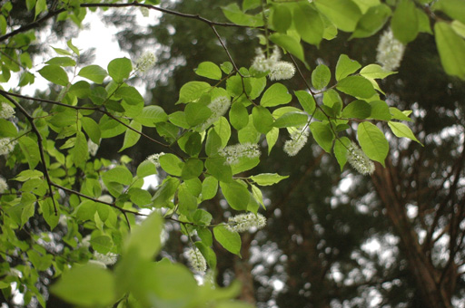 a0061599_735691.jpg