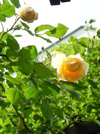 c0152002_14590143.jpg