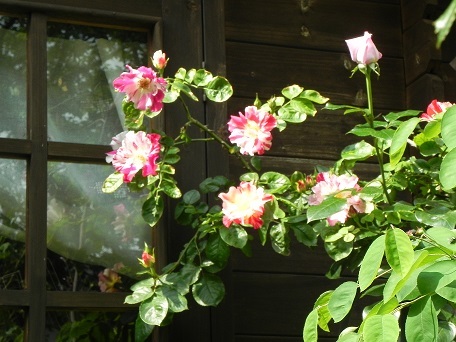 c0152002_14593137.jpg