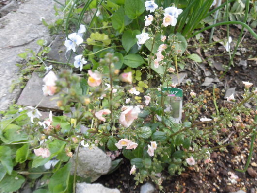 b0035611_20232367.jpg