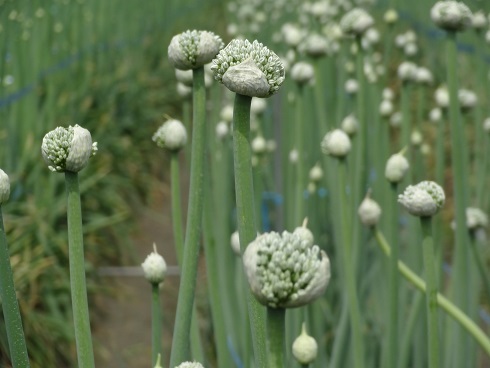 f0000521_10044590.jpg