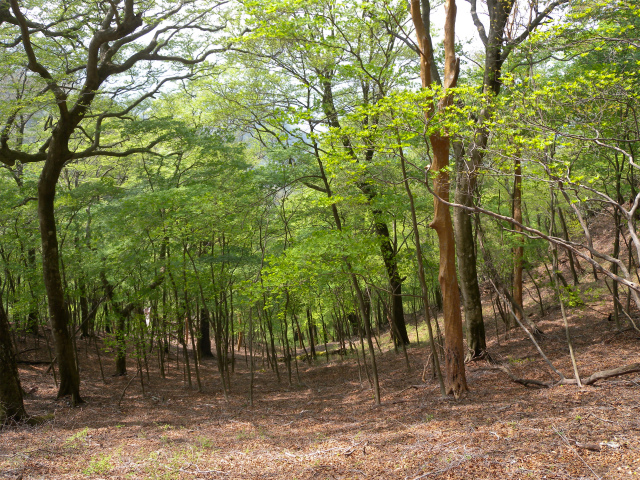 e0272335_1728404.jpg