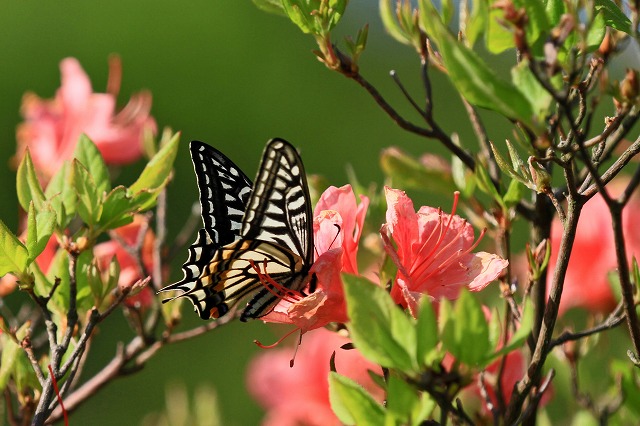 a0242438_2022256.jpg