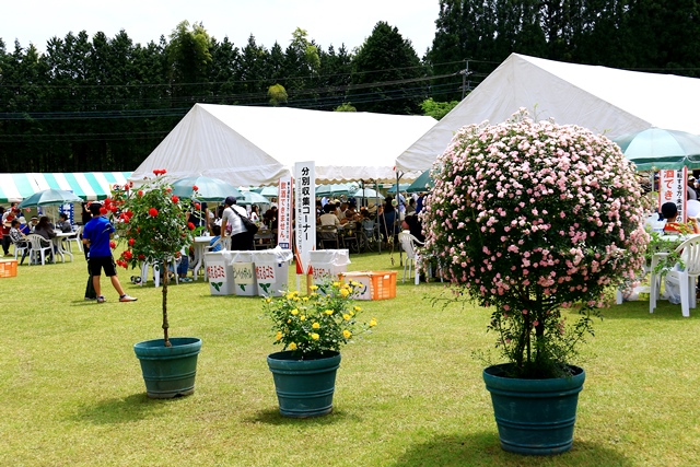 d0126577_23112652.jpg