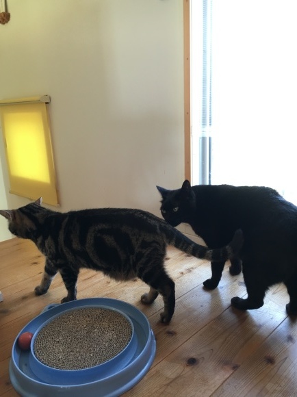 c0011300_23085145.jpeg