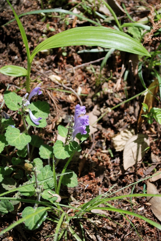 e0025300_1672096.jpg