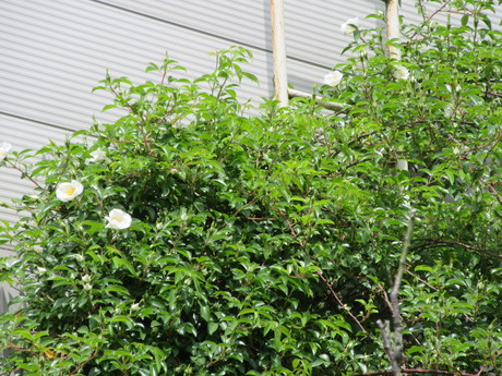 a0203003_13393061.jpg
