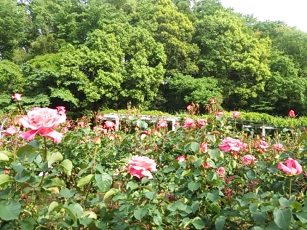 b0082125_14344220.jpg