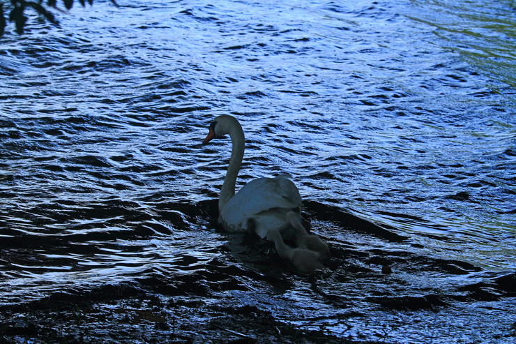 c0104227_836141.jpg