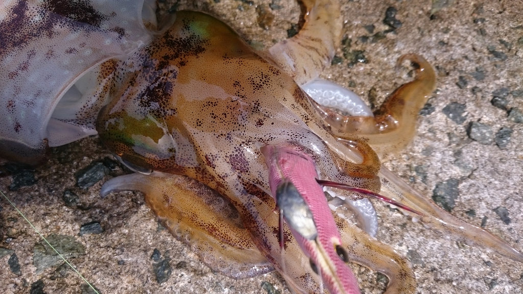 f0241653_14181734.jpg