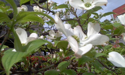 c0069380_1318328.jpg