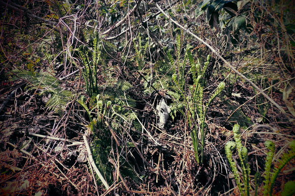 c0237780_1903053.jpg