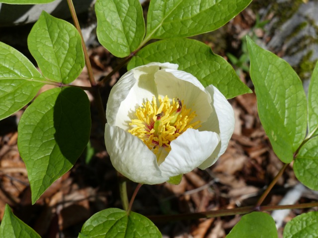 f0357487_20525281.jpg