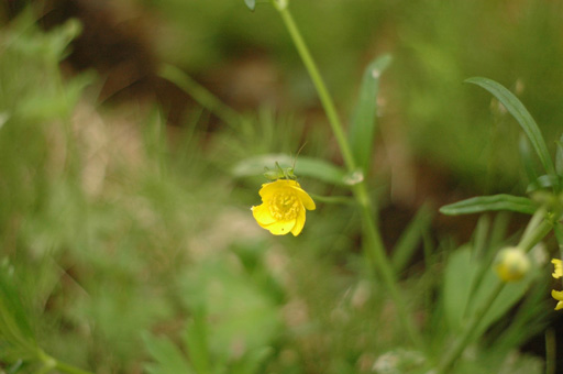 a0061599_822834.jpg