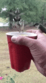 c0050810_1101935.gif