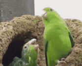 c0050810_183016.gif