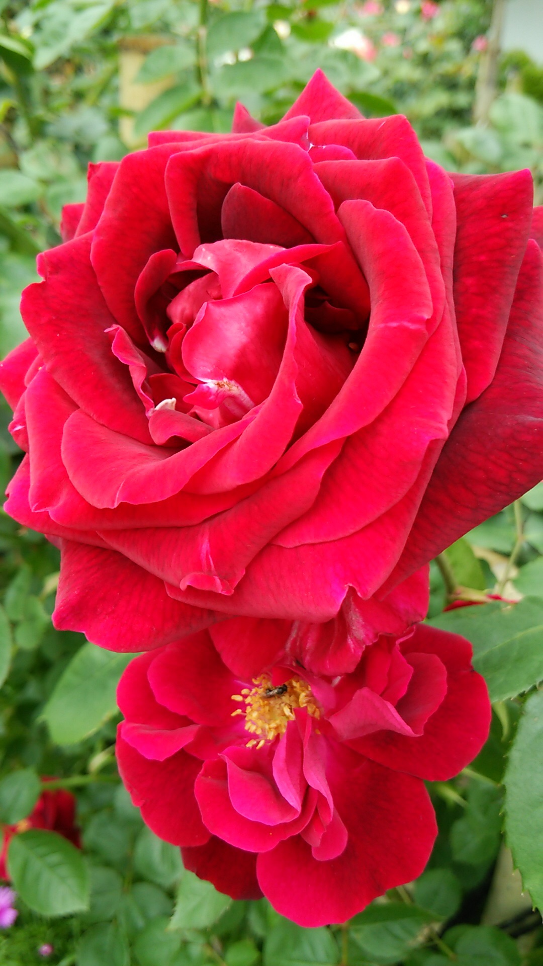e0091114_54971.jpg