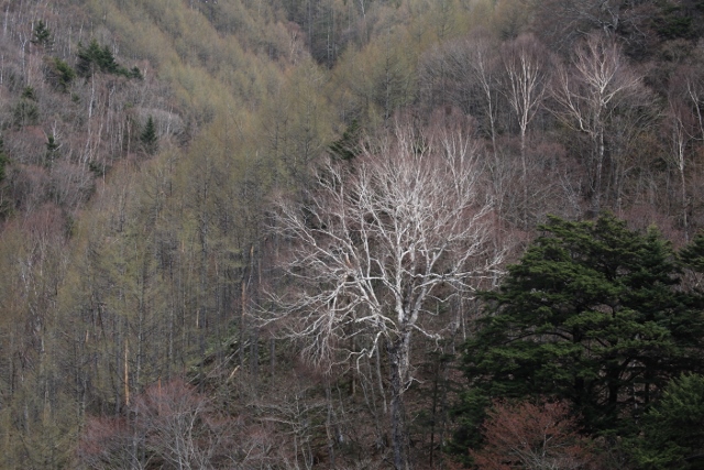 e0242721_8465897.jpg