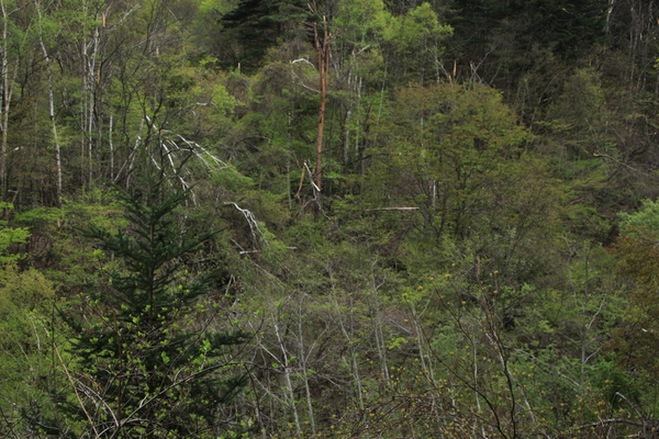 e0242721_850372.jpg