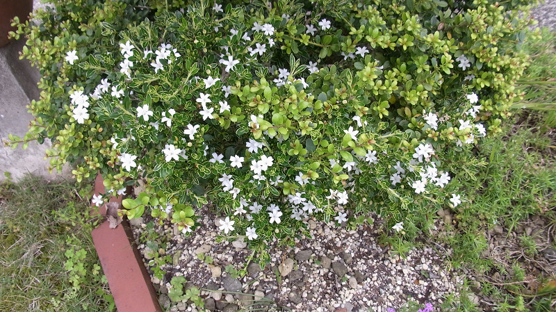 e0305733_6331872.jpg