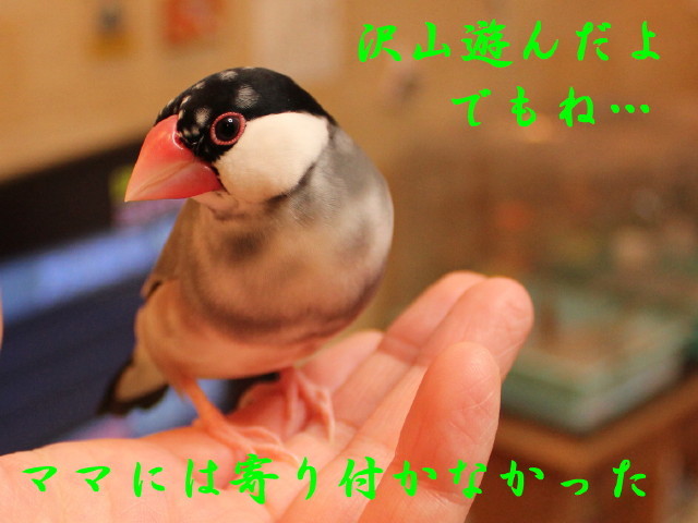 c0365734_21384631.jpg