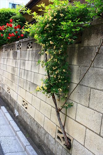 c0229539_9104048.jpg