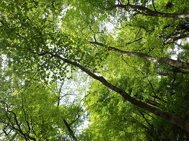 f0214649_414213.jpg