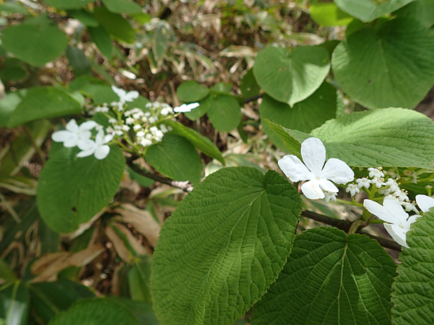 f0214649_416060.jpg