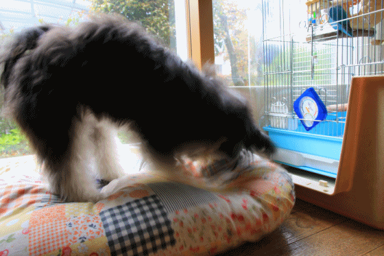 c0145250_10185806.gif