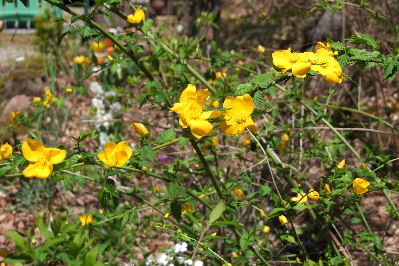 e0088260_21482745.jpg