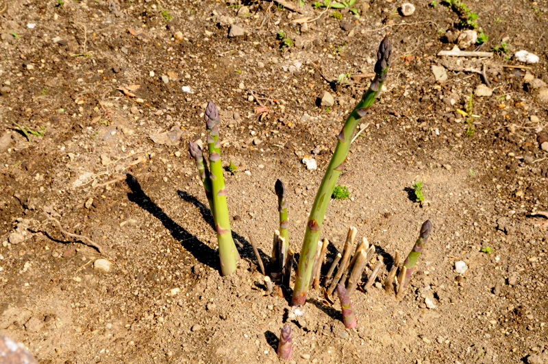 c0026870_169379.jpg