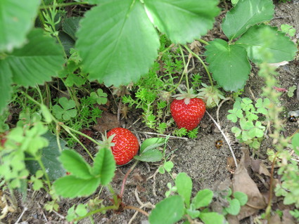e0274772_12251738.jpg