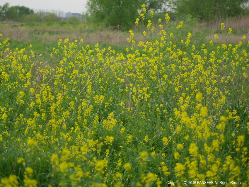 f0090680_15154540.jpg