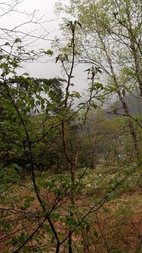 a0130586_17202345.jpg