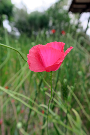 f0234936_6242630.jpg
