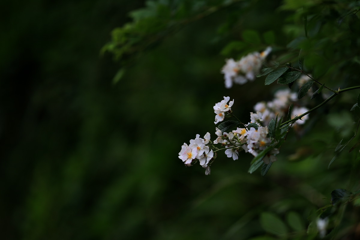 a0083081_2045394.jpg