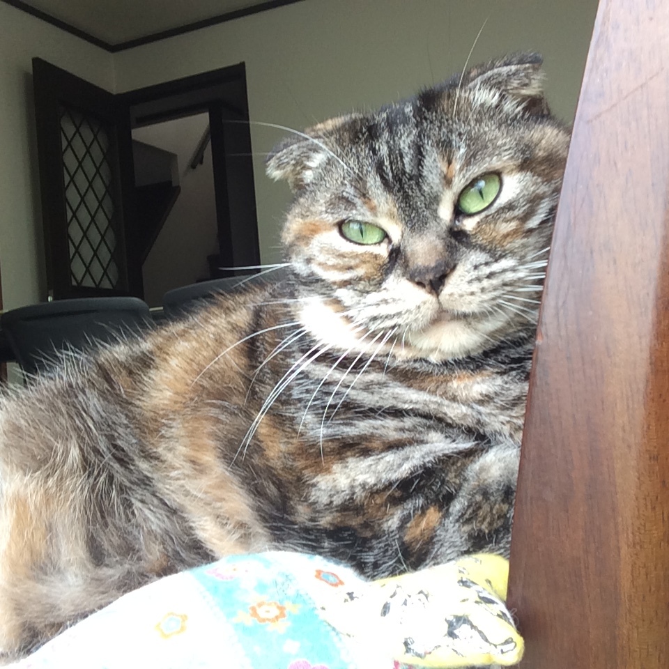 c0247096_21084537.jpeg