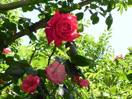 c0152002_18095171.jpg