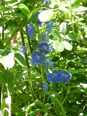 c0152002_18105993.jpg