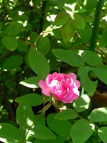 c0152002_18113269.jpg