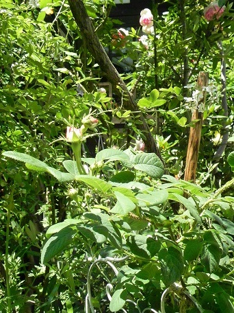 c0152002_18121157.jpg