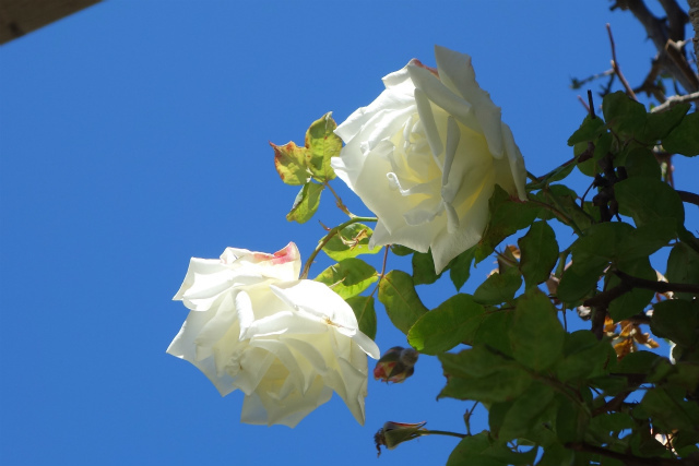 b0064411_00104269.jpg