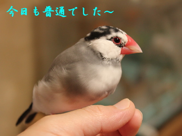 c0365734_23090179.jpg